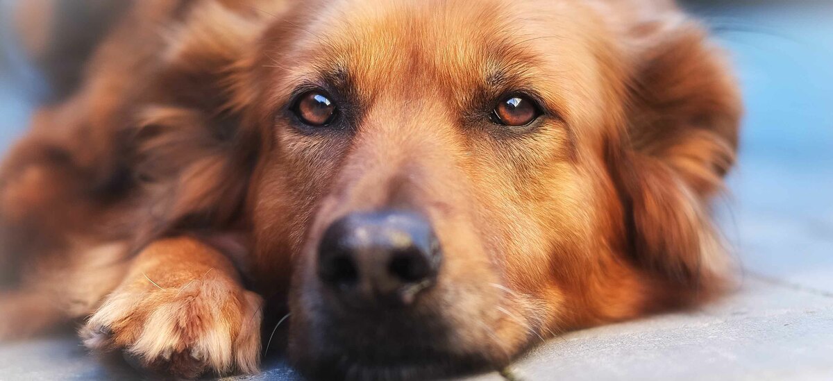 Scopriamo cos'è e come si cura la displasia all'anca nel cane