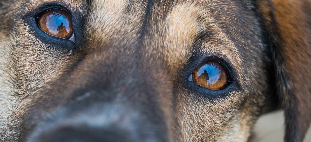 Scopriamo come trattare la congiuntivite nel cane