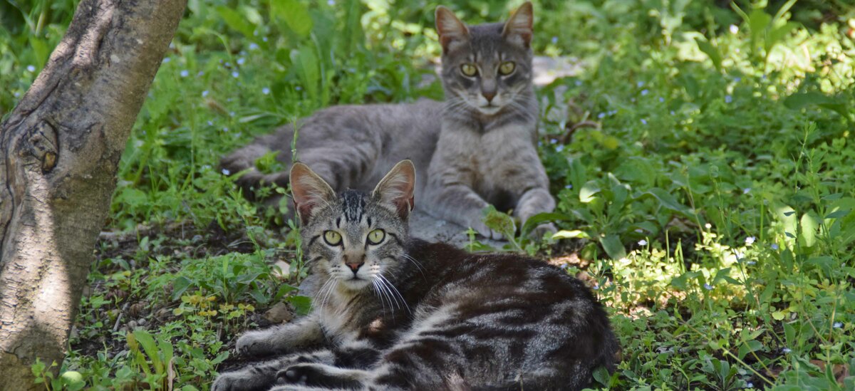 Scopriamo come allontanare gatti dal giardino di casa