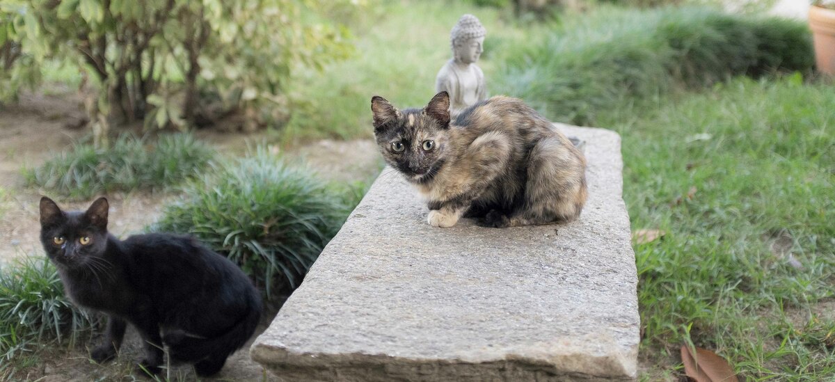 Come allontanare i gatti