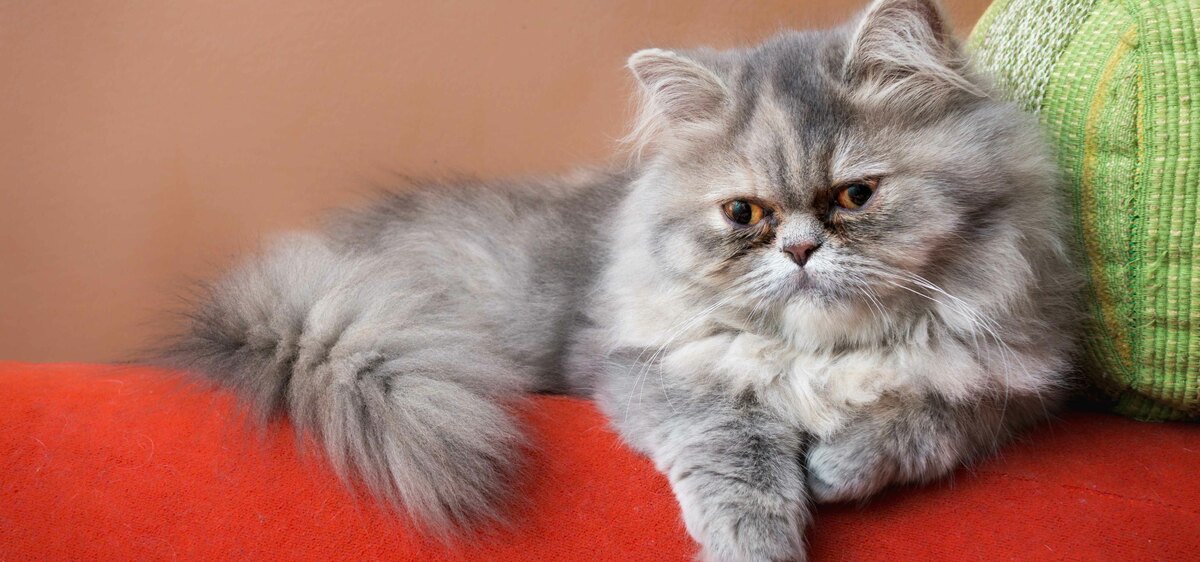 Gatto persiano: tutte le caratteristiche