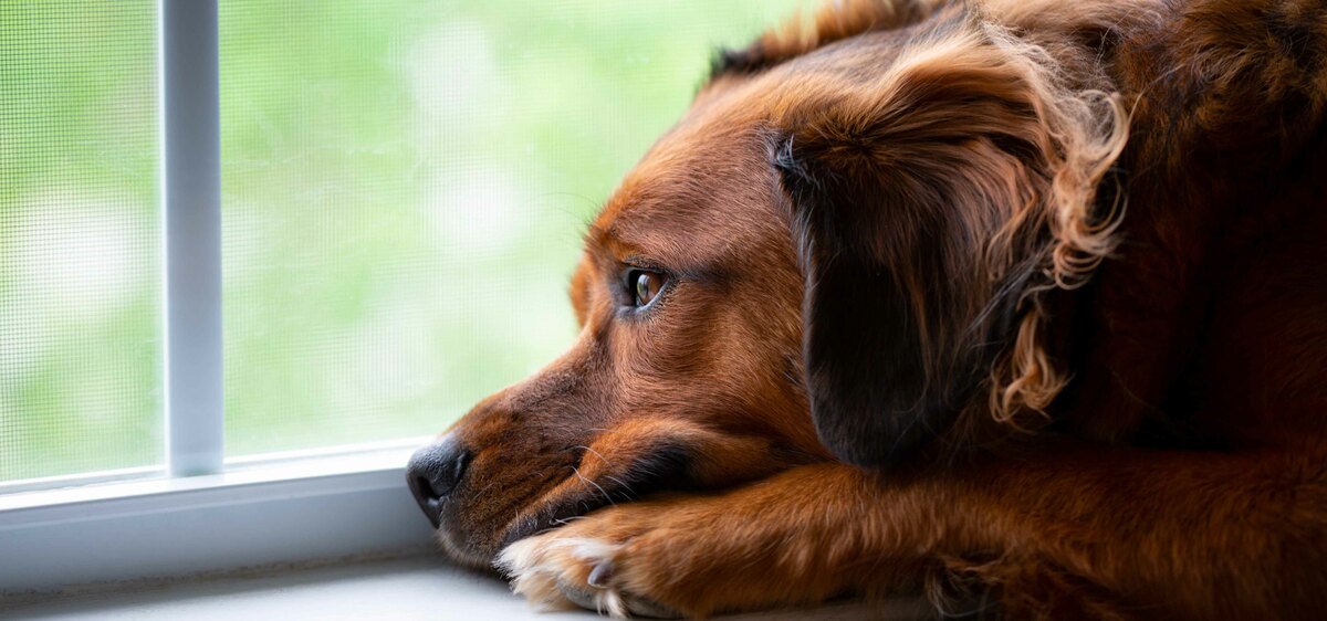 Filariosi nei cani: sintomi e cosa fare