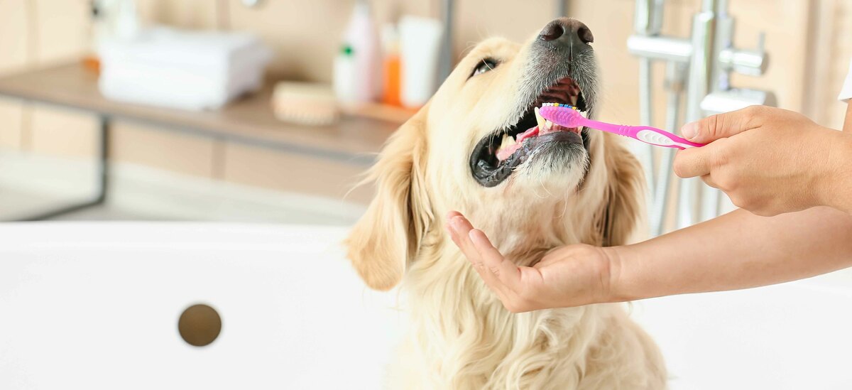 Scopriamo come trattare la detartrasi nel cane