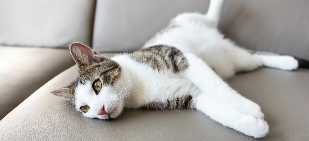 Ecco una lista delle malattie del gatto più frequenti