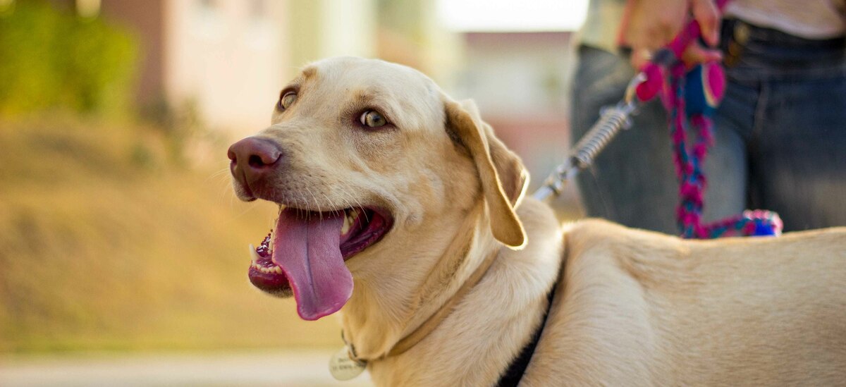 Ecco tutto quello che c'è da sapere sulla gravidanza isterica nei cani
