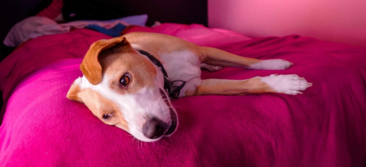 Gravidanza isterica cane