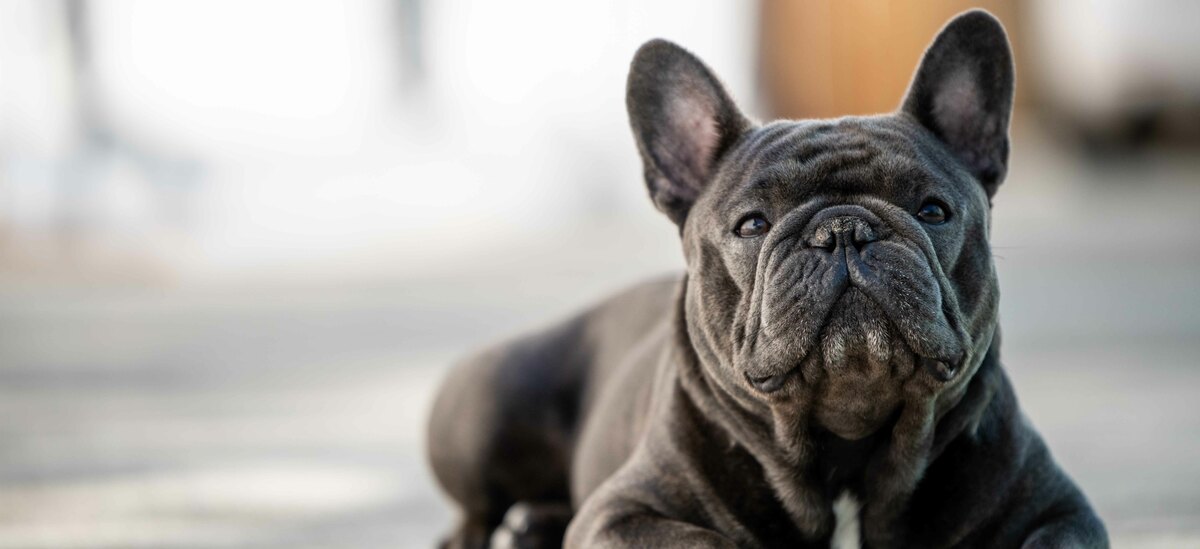 Ecco una lista di cani che restano piccoli