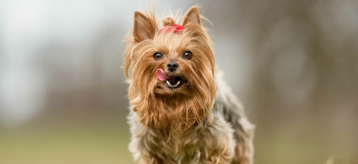 Razze di cani piccoli: Yorkshire