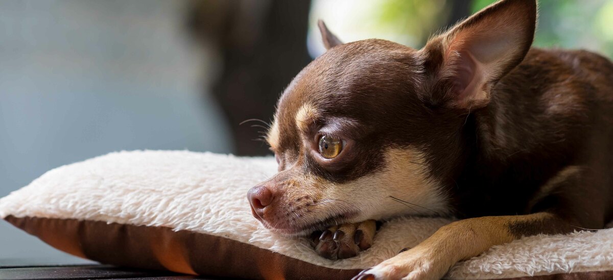 Chihuahua