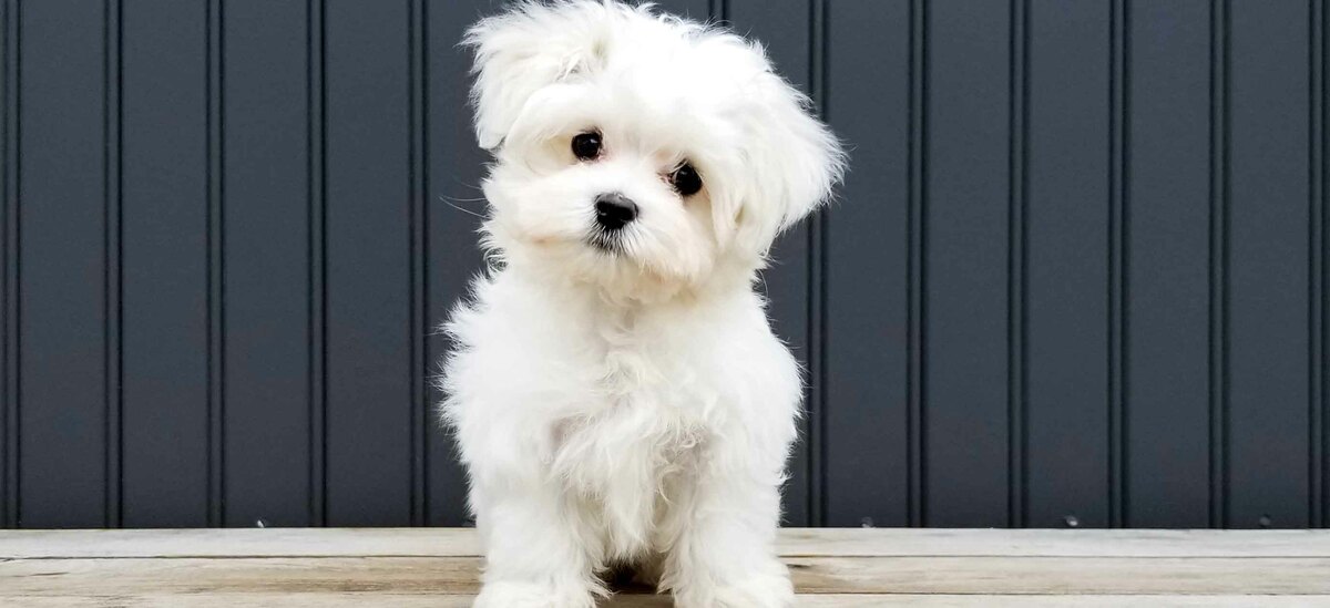 Cani che restano piccoli: maltese