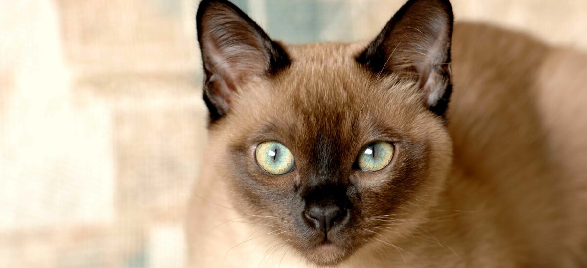 Razze gatti a pelo corto: Tonkinese