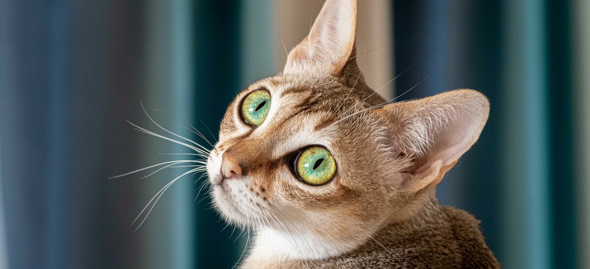 Razze gatti a pelo corto: Singapura