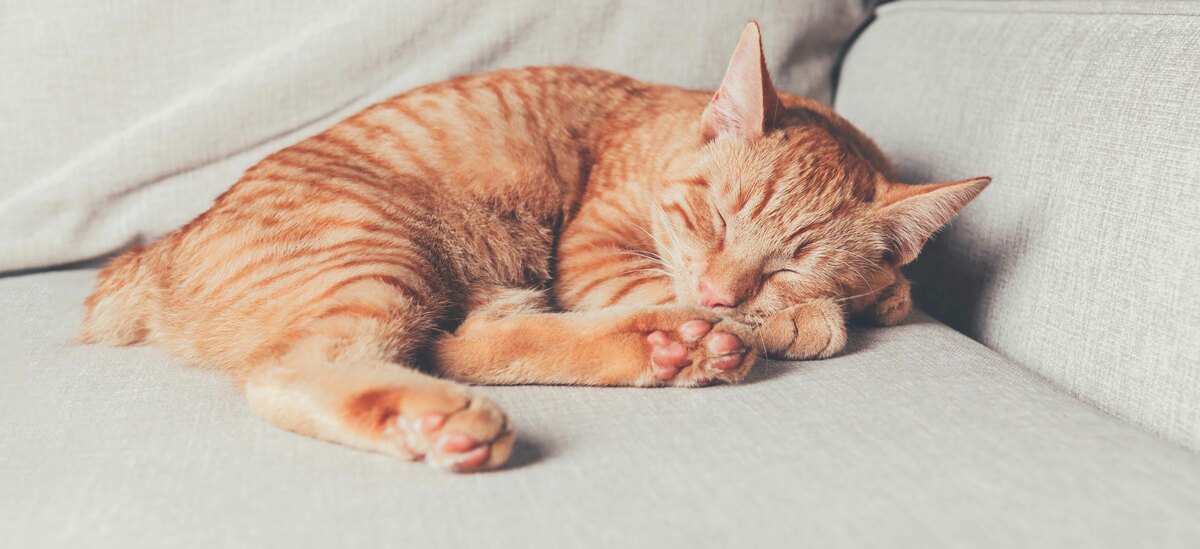 Razze gatti a pelo corto: Manx