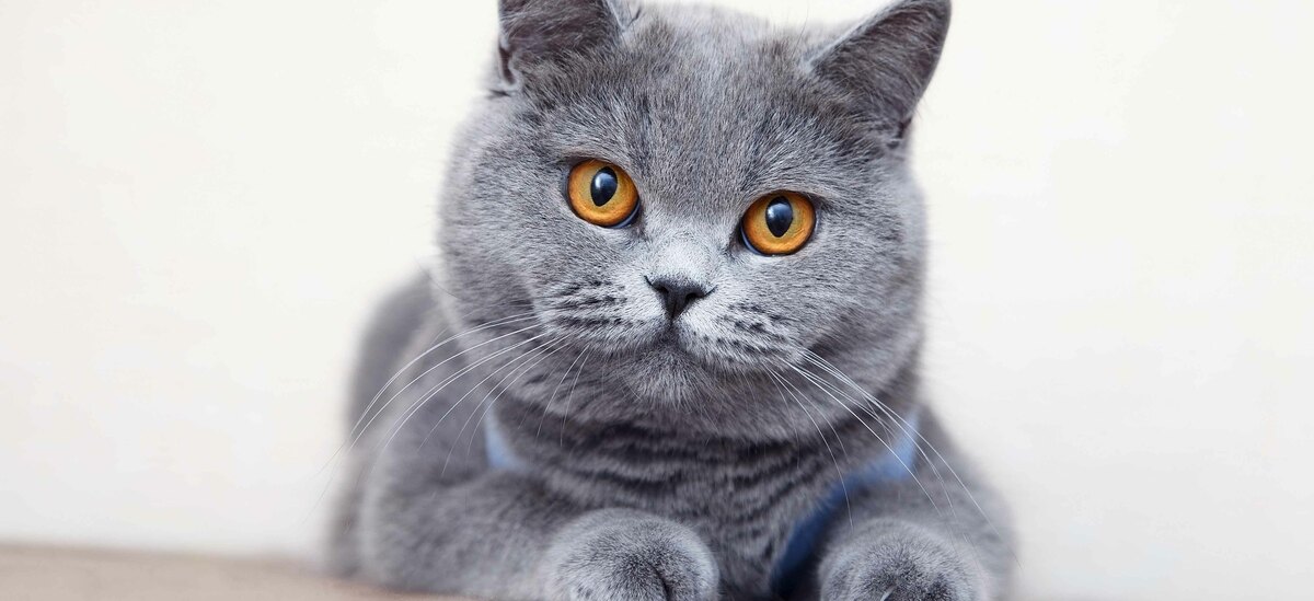 Razze gatti a pelo corto: British Shorthair