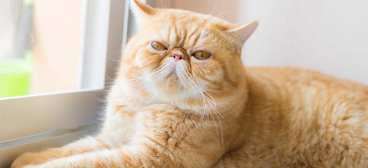 Razze gatti a pelo corto: Esotico a pelo corto