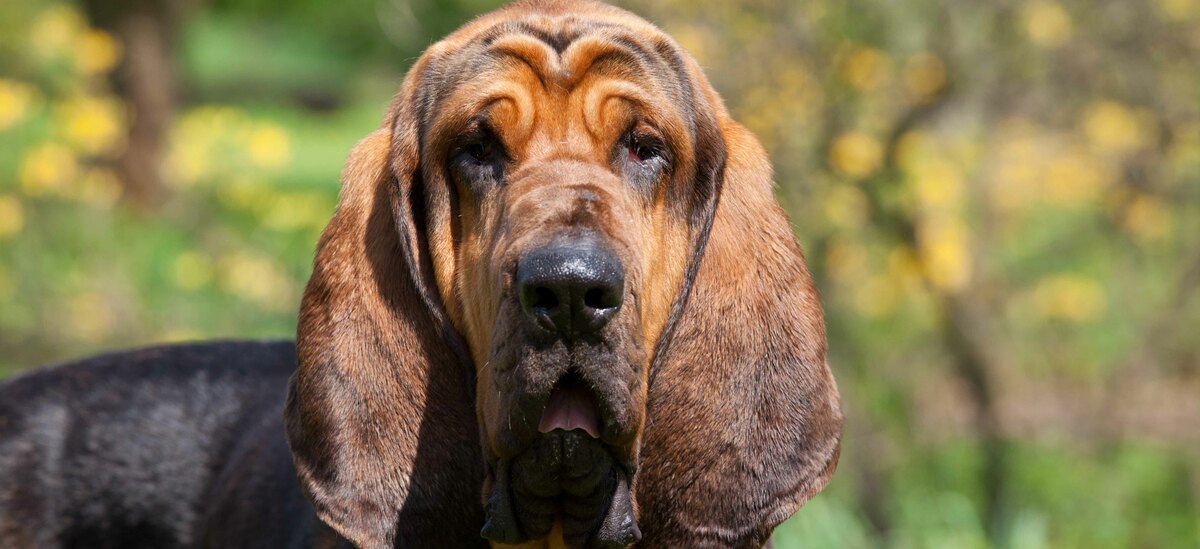 Scopriamo che tipo di razza è il cane molecolare