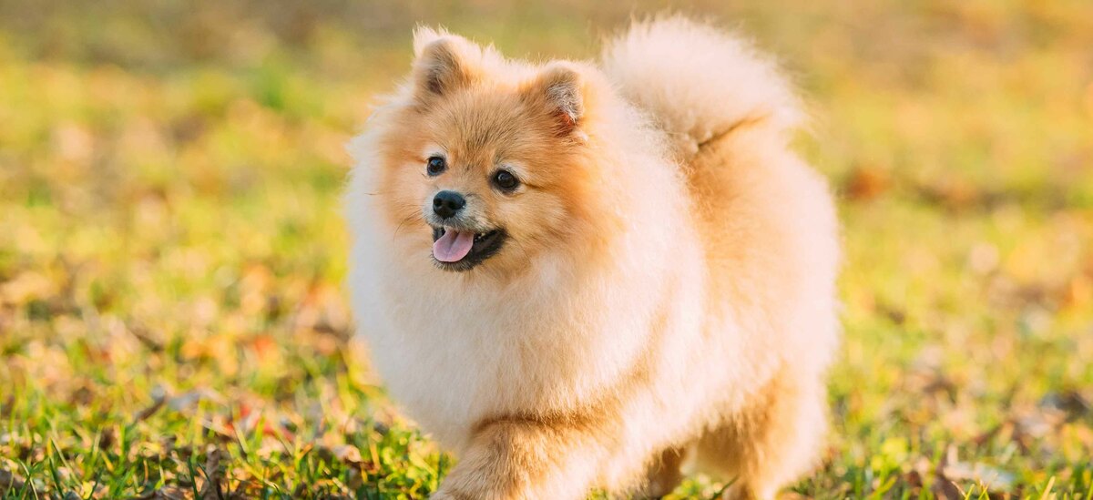 Cani che restano piccoli: Pomerania