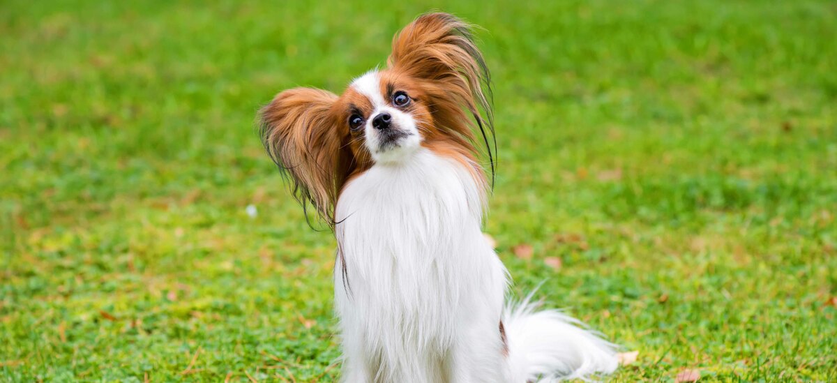 Cani che restano piccoli: Papillon