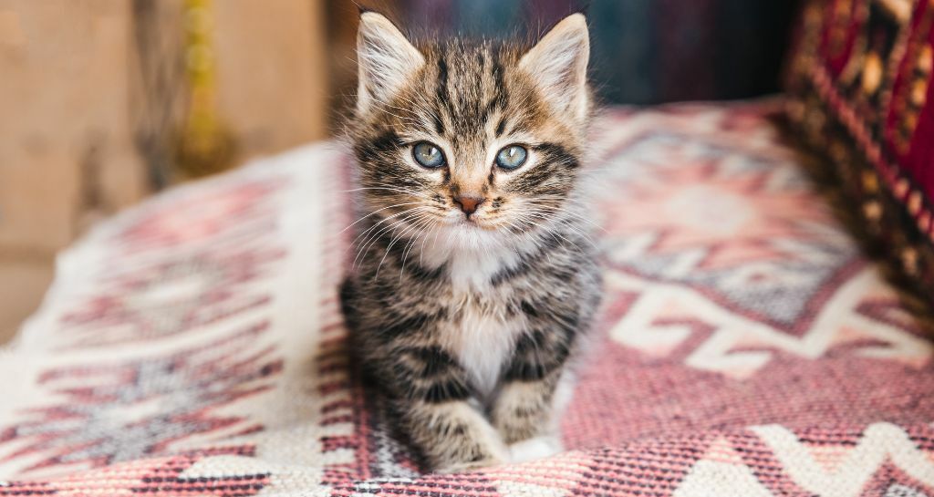 Gattini appena nati: come prendersene cura?