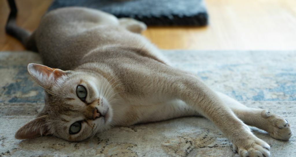 Singapura: tutto quello che c'è da sapere su questa razza