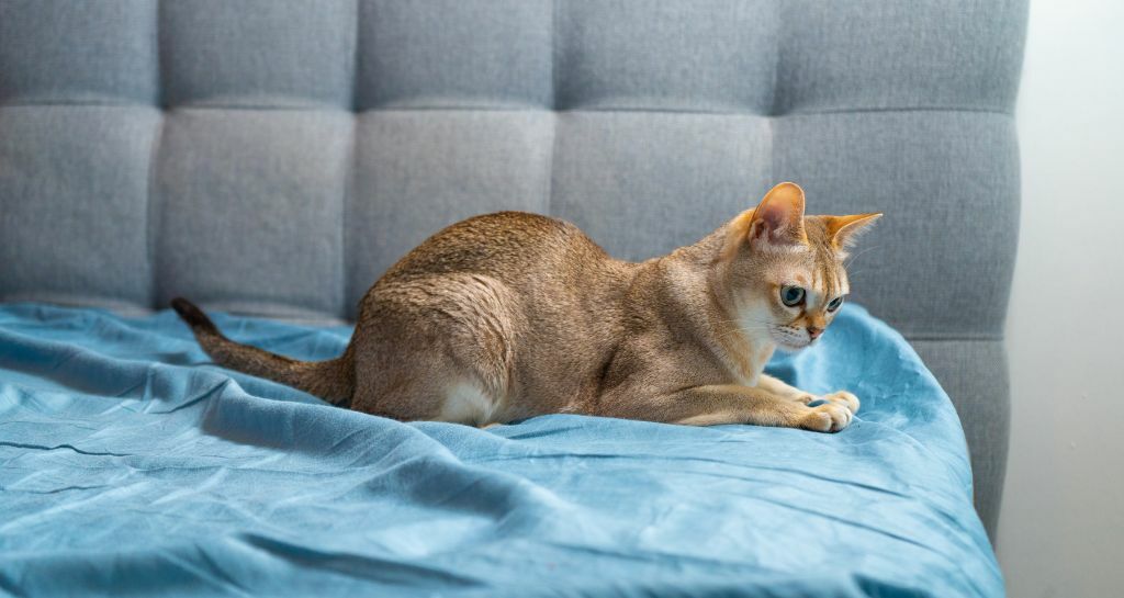 gatto Singapura sul letto