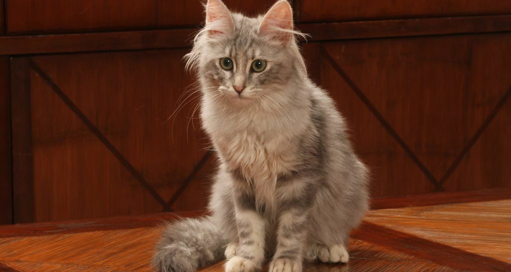 angora turco