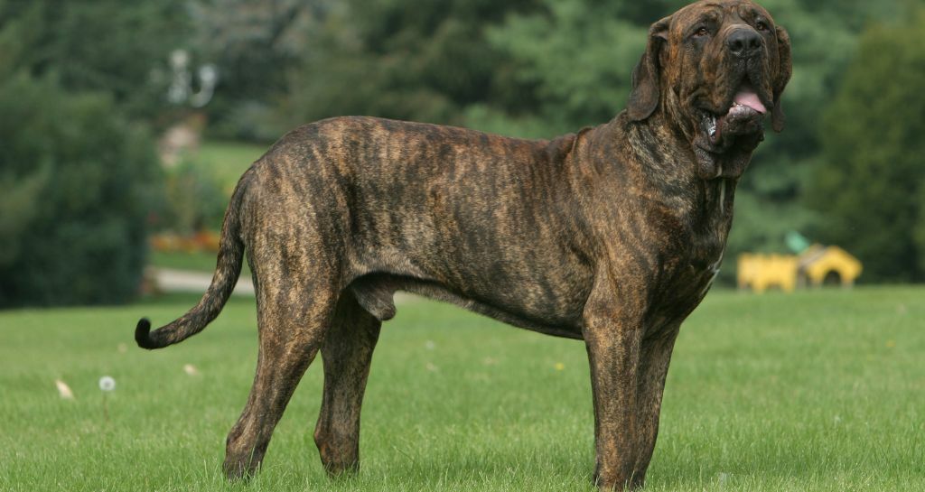 fila brasileiro