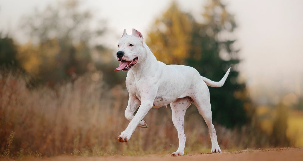 Dogo argentino