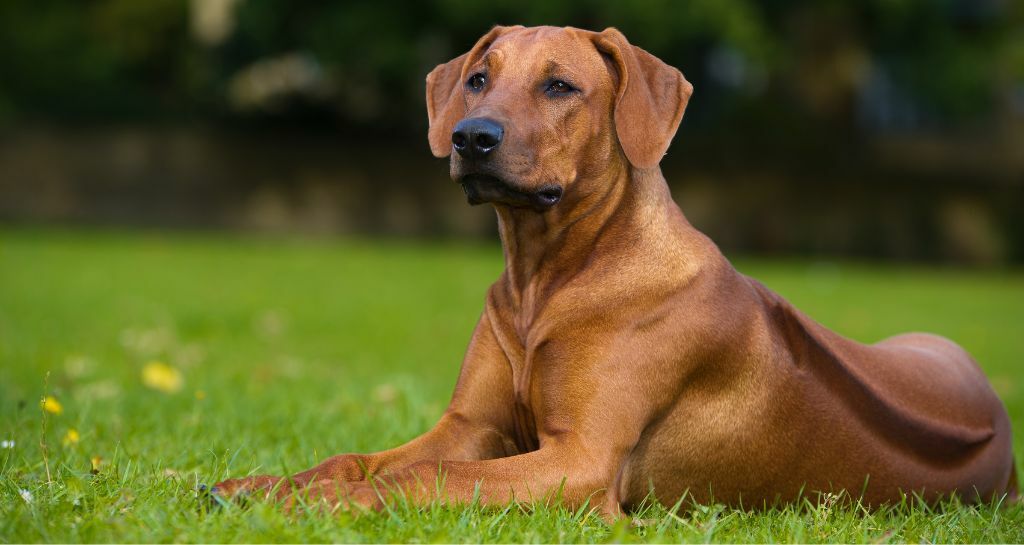 Rhodesian Ridgeback