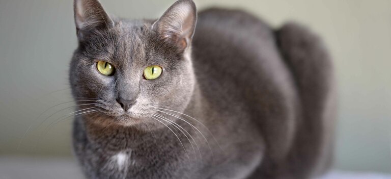 Scopriamo tutto quello che c'è da sapere sul gatto Korat