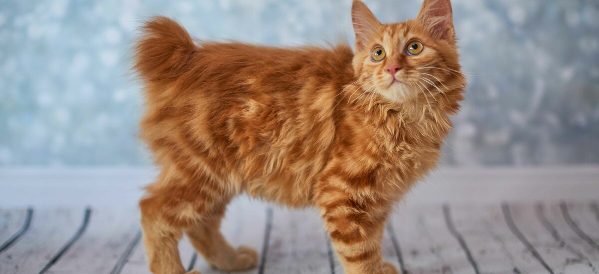 American Bobtail