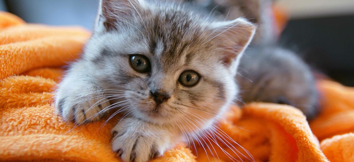 Ecco tutte le razze di gattini facili da tenere in casa