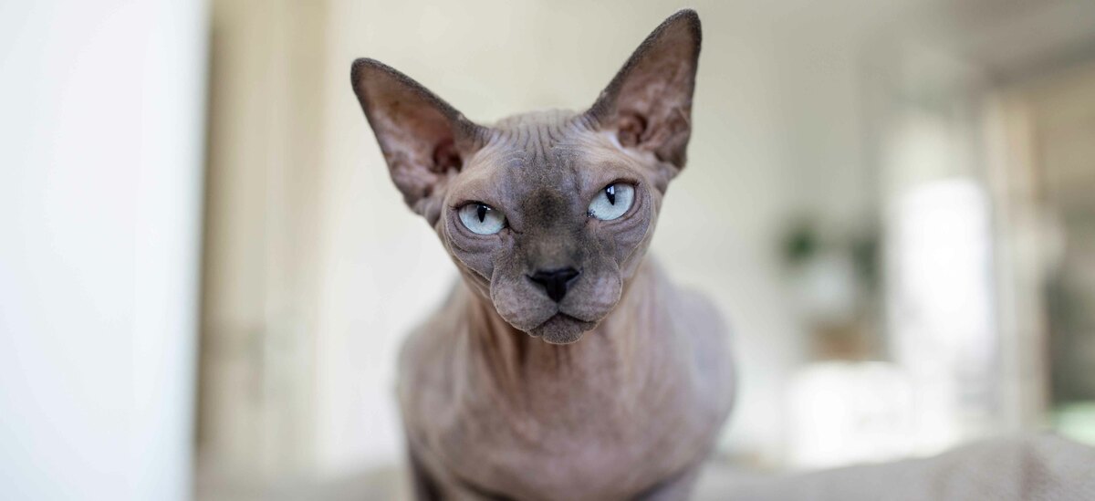 Sphynx