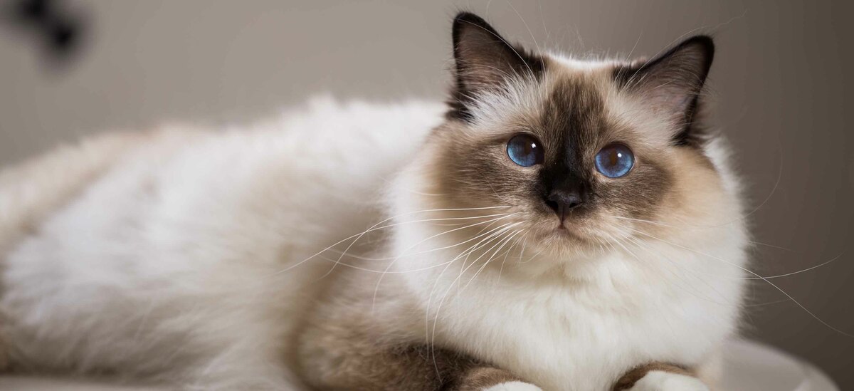 Razze gatti a pelo corto: Birmano