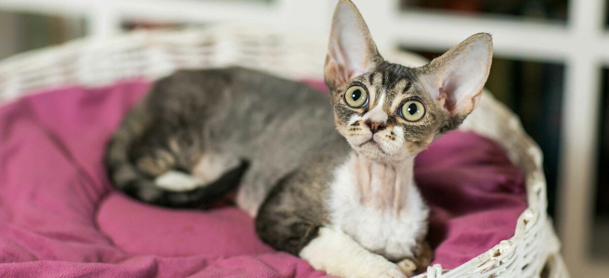 Razze gatti a pelo corto: Devon Rex