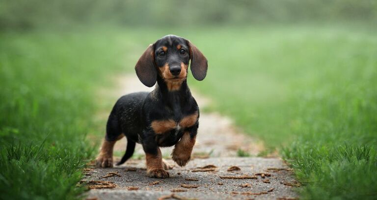 Bassotto: tutte le caratteristiche di questa razza