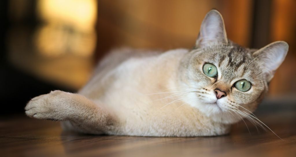 Burmilla: tutte le caratteristiche della razza