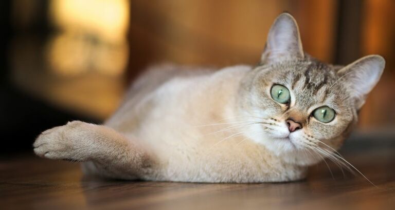 Burmilla: tutte le caratteristiche della razza