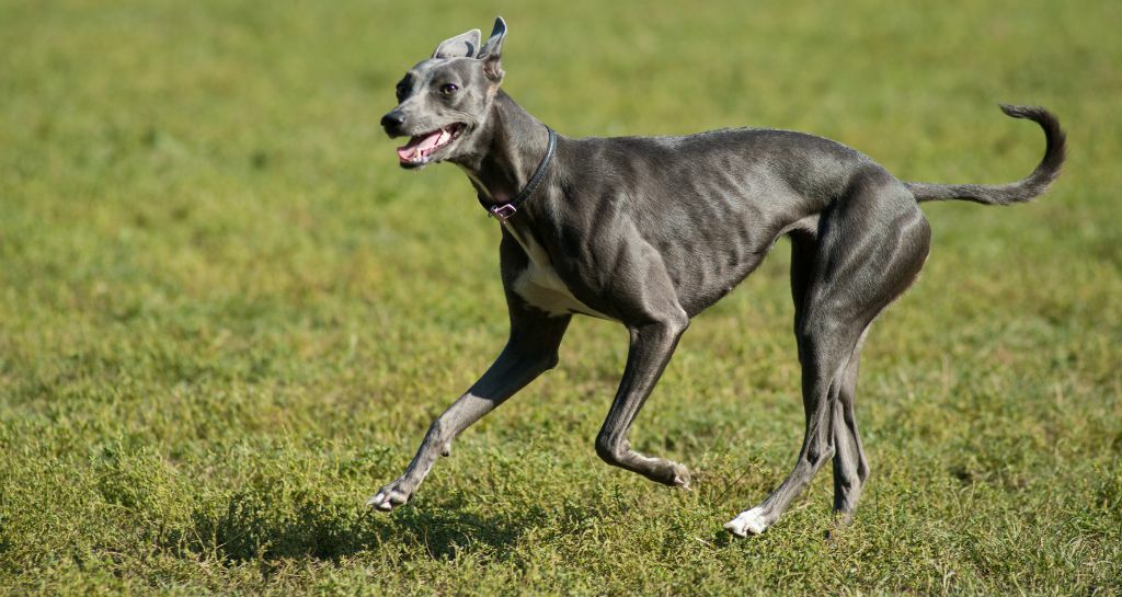 Levriero: le caratteristiche di questa razza