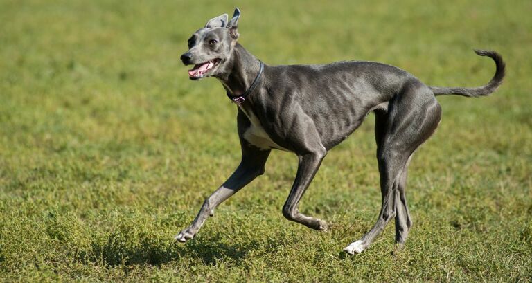 Levriero: le caratteristiche di questa razza