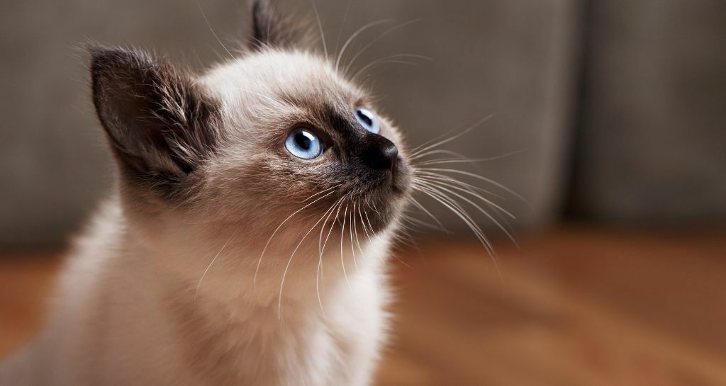 Balinese: tutte le caratteristiche di questo gatto