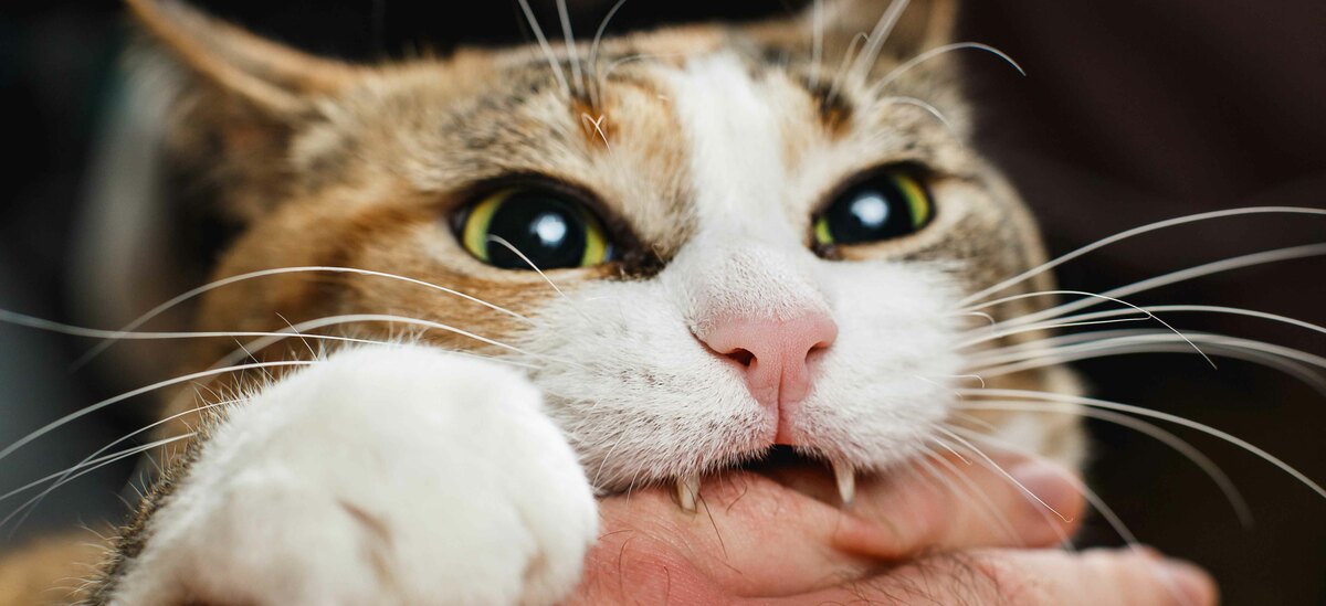 Perchè il gatto morde