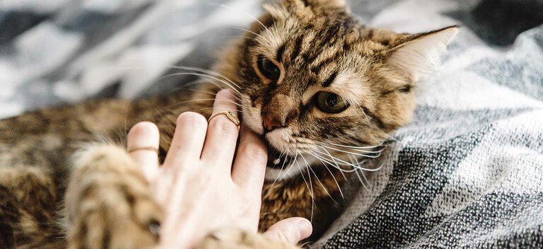 Scopriamo perchè il gatto morde