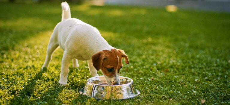 Scopriamo perché il cane beve molto
