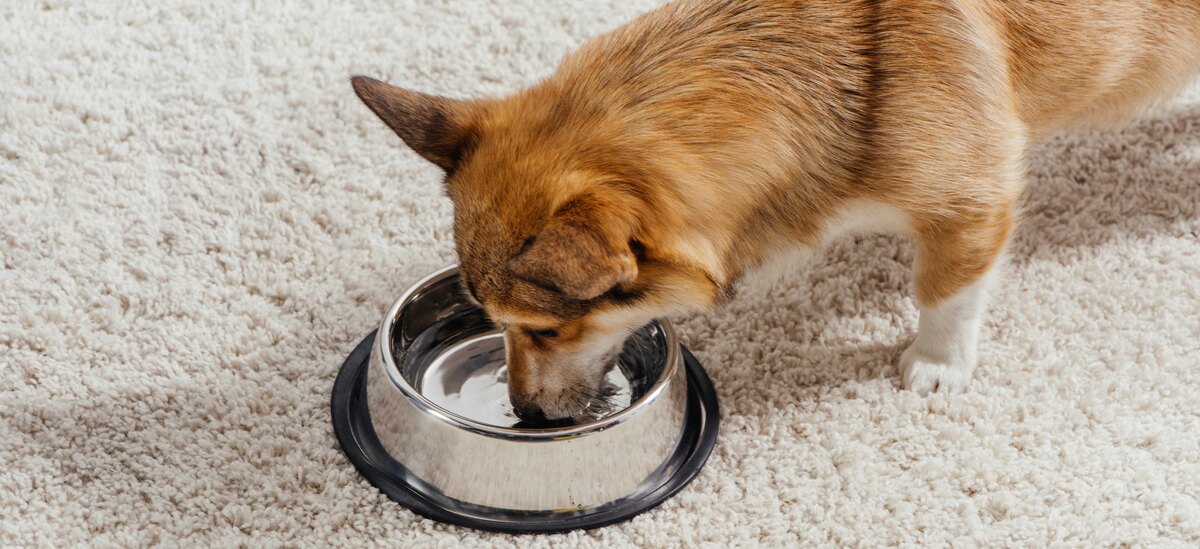 Perchè il cane beve molto