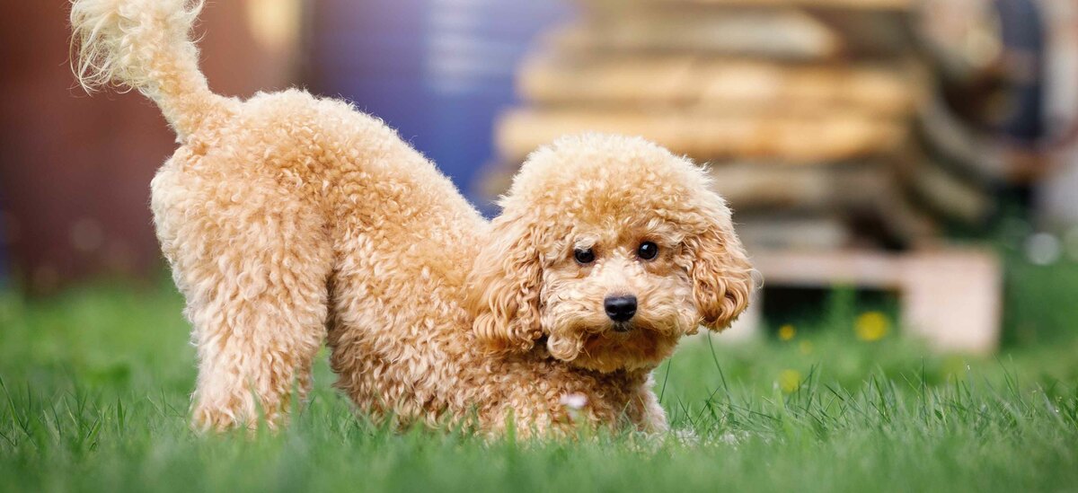 Scopriamo come educare un cane di razza barboncino