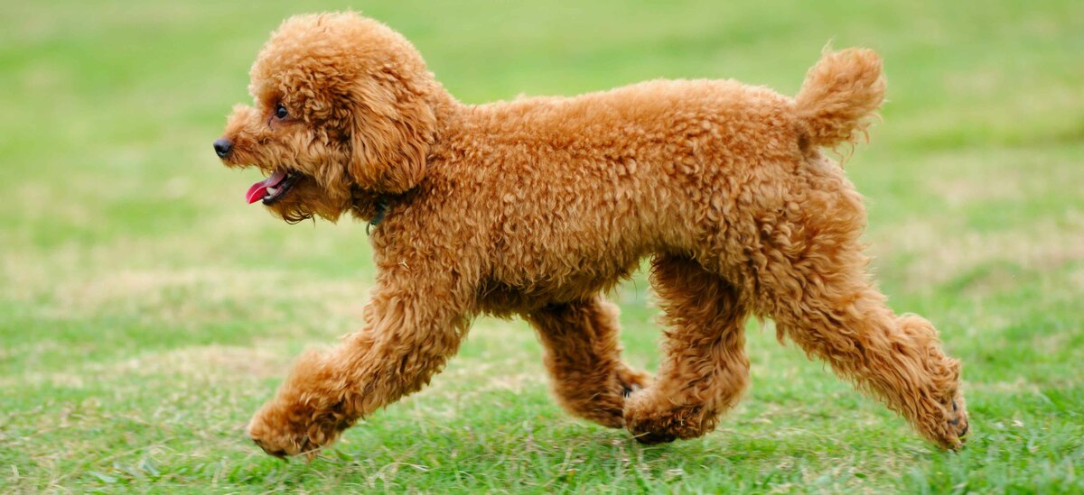 Origini del barboncino