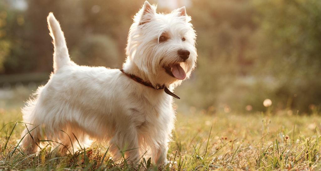 Terrier: tutte le caratteristiche della razza