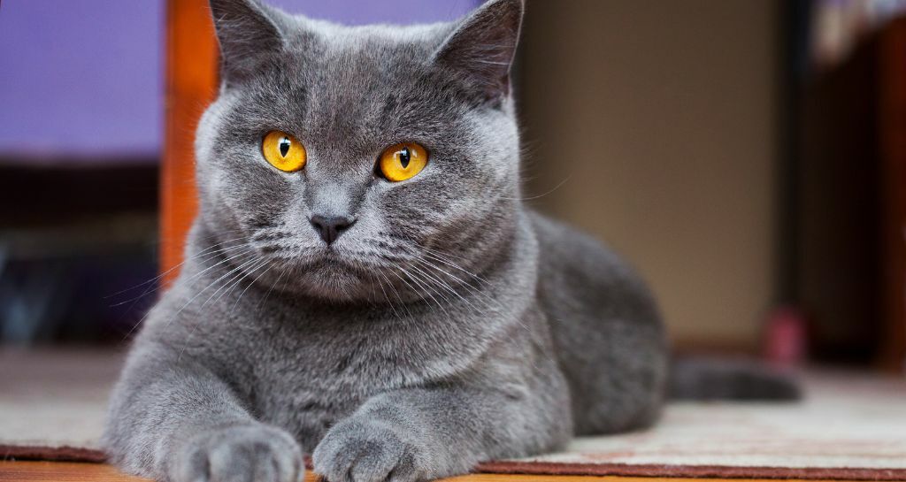British Shorthair: tutte le caratteristiche