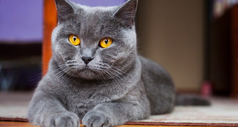 British Shorthair: tutte le caratteristiche